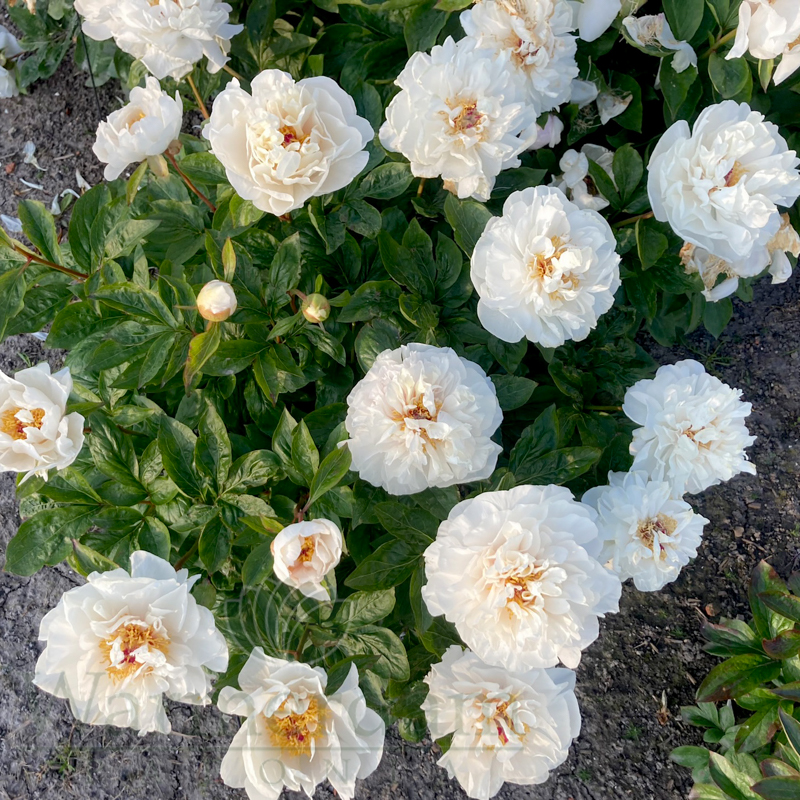 Seidl 79H5-7 | Warmerdam Paeonia